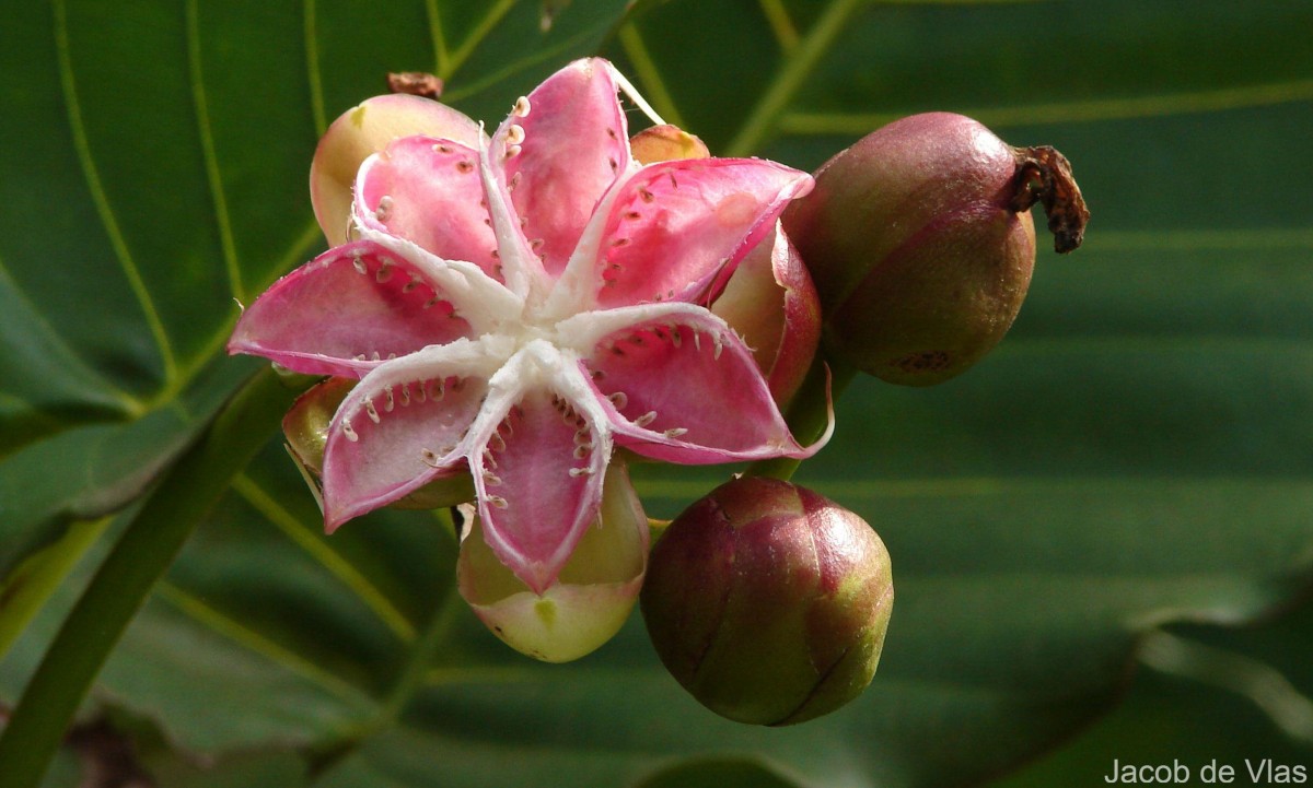 Dillenia suffruticosa (Griff.) Martelli